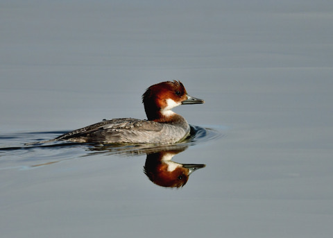 ミコアイサ♀9116