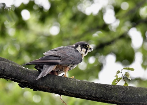 チゴハヤブサ3372