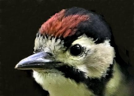 アカゲラのヒナ②4900(4964)