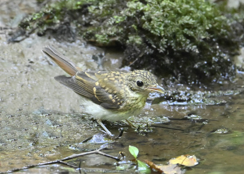 オオルリ♀幼鳥9381