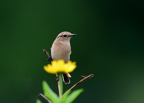 ノビタキ♀冬羽3917