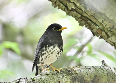 クロツグミ♂5493