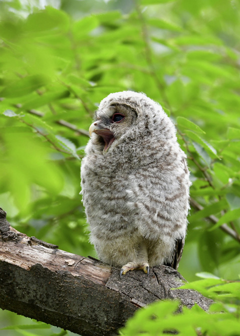 フクロウのヒナ0827