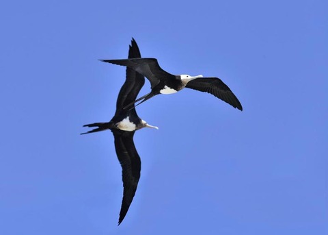 オオグンカンドリ7457