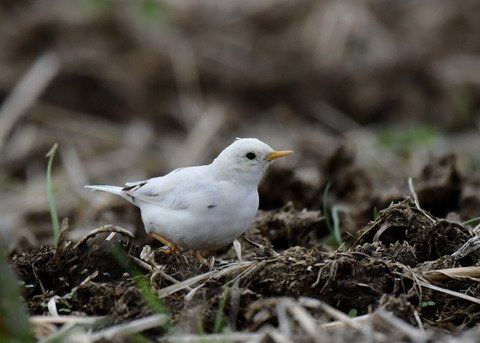 タヒバリ(白化)6760
