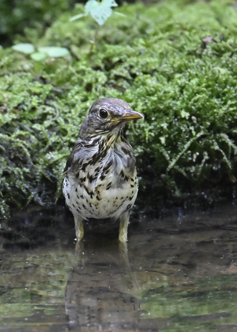クロツグミ♂幼鳥5457