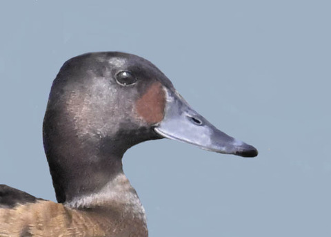 アカハジロ♀3001