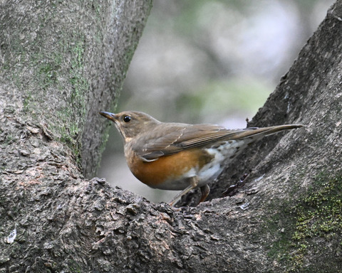 マミチャジナイ4030