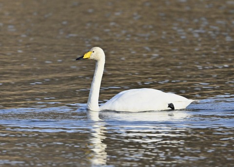 オオハクチョウ9895