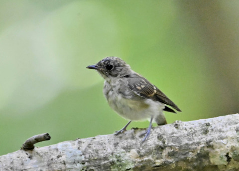 キビタキ幼鳥3256