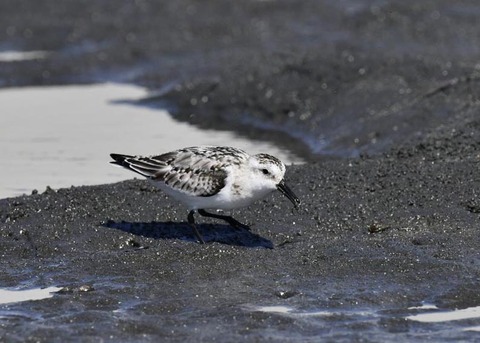 ミユビシギ夏羽→冬羽9651