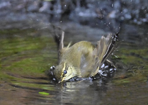 メボソムシクイ0886