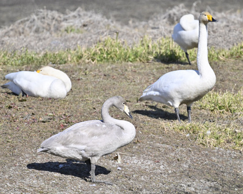 オオハクチョウ幼鳥3187-1