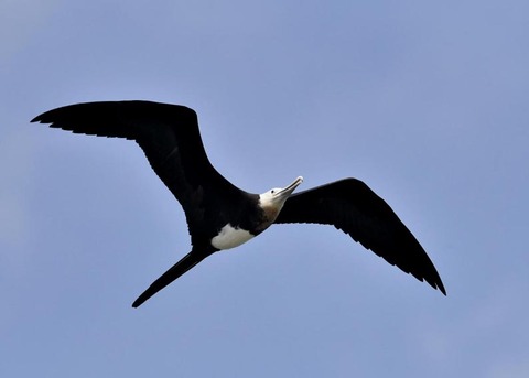 オオグンカンドリB4749