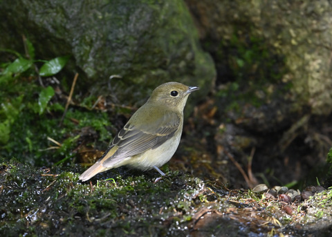 キビタキ♀3229