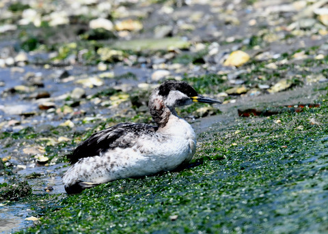 ｱｶｴﾘｶｲﾂﾌﾞﾘ7574
