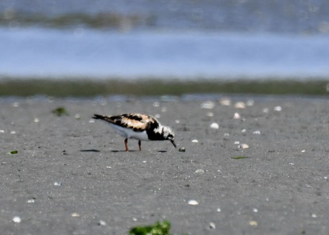 キョウジョシギ2169