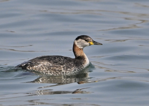 ｱｶｴﾘｶｲﾂﾌﾞﾘ8323