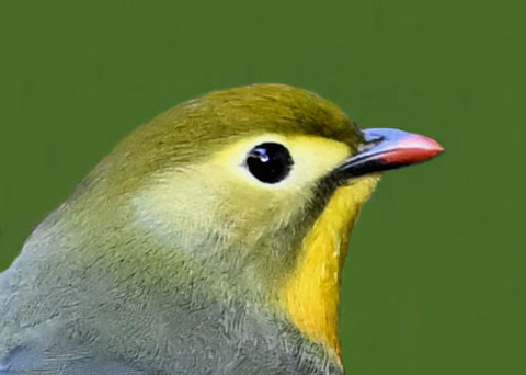 ソウシチョウ2002