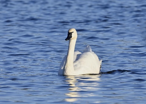 アメリカコハクチョウ9059