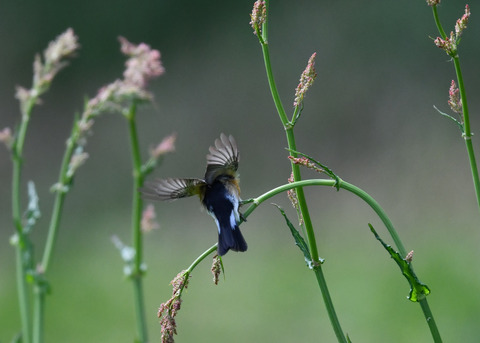 飛ぶ・ムギマキ♂0028