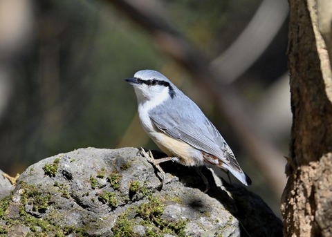 ゴジュウカラ0051