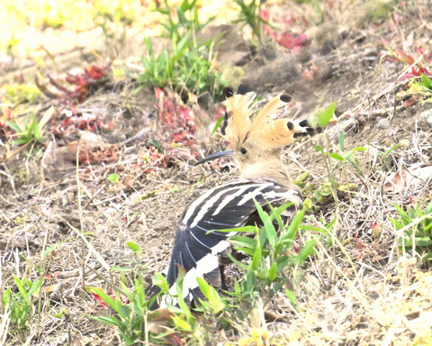 ヤツガシラ5639