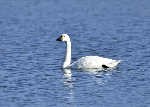 アメリカコハクチョウ①0385