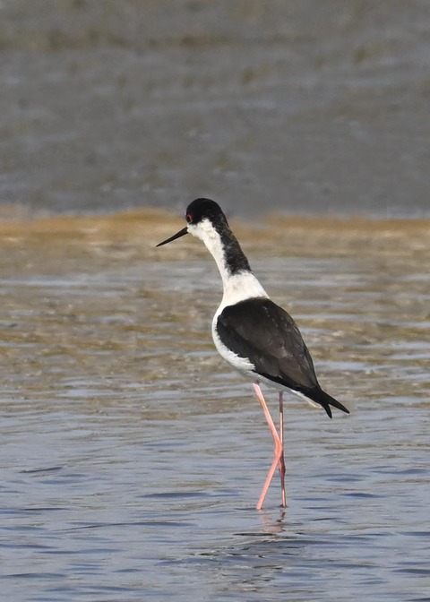 セイタカシギ♂3504