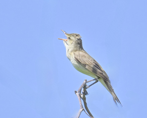 オオヨシキリ4492