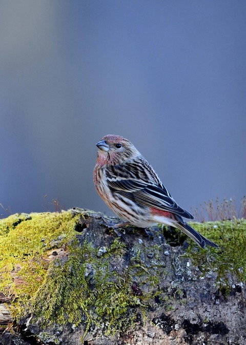 オオマシコ♀9495