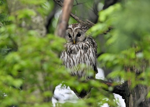 フクロウ♀3189