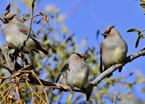 ヒレンジャク1787