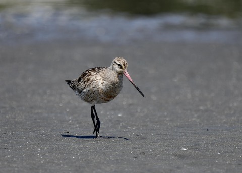 オオソリハシシギ2069