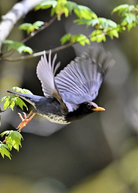 クロツグミ♂5872