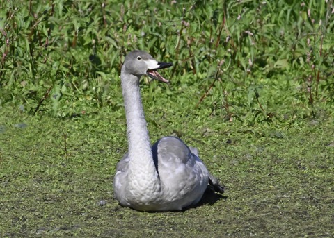 オオハクチョウ幼鳥2893