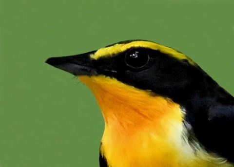 キビタキ成鳥♂5000