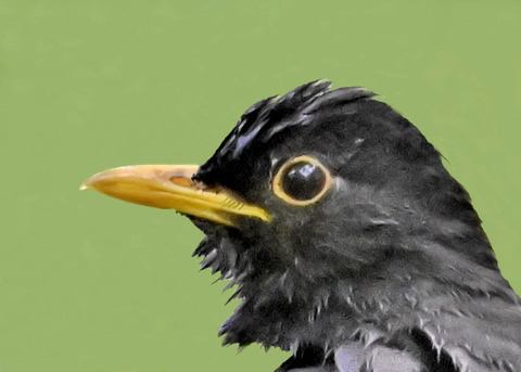 クロツグミ♂0000