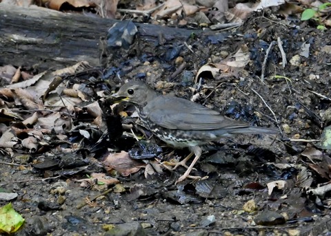 クロツグミ幼鳥5878
