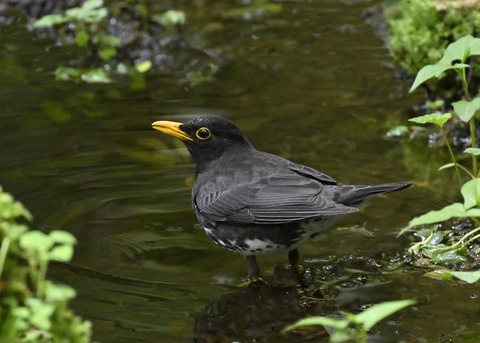 クロツグミ♂3438