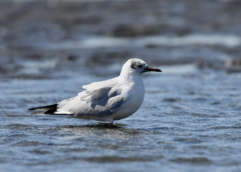 ユリカモメ夏羽9134