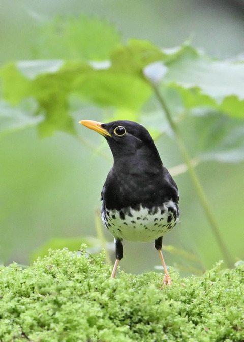 クロツグミ♂4288