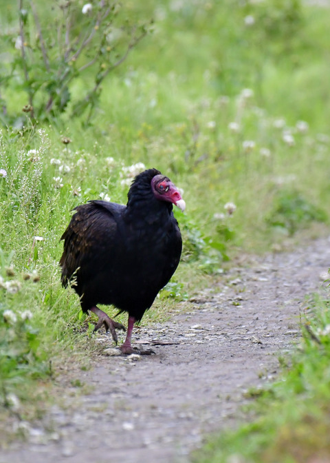 ヒメコンドル0661