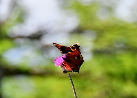 クジャクチョウ1405