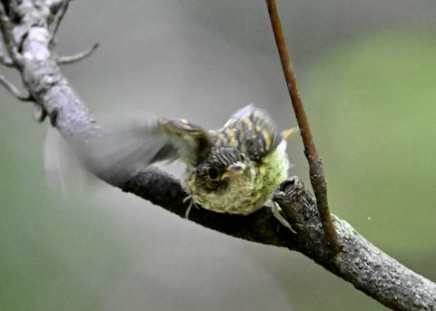 キビタキ幼鳥2645