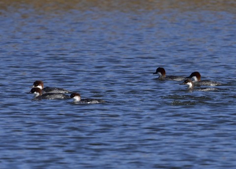ミコアイサ♀0803