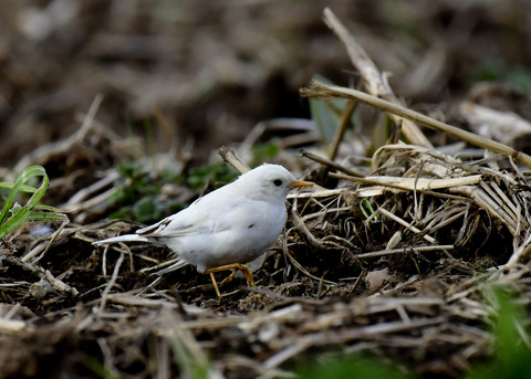 タヒバリ(白化)6583