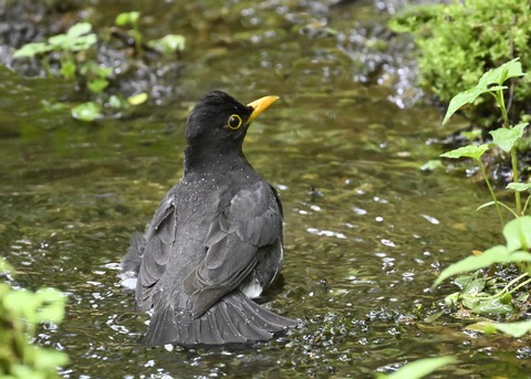 クロツグミ♂3538