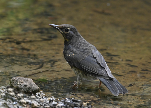 クロツグミ♂幼鳥0407