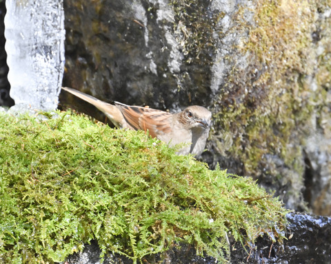カヤクグリ1358
